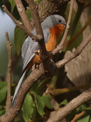 Melaenornis semipartitus