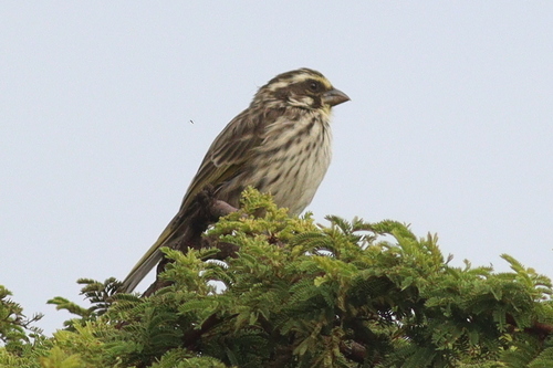 Streaky Seedeater (Crithagra striolata), photo 3