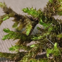 Sciuro-hypnum plumosum