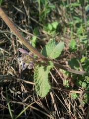 Nepeta racemosa
