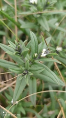 Buglossoides czernjajevii