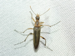 Cephaloon lepturides