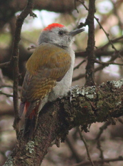 Chloropicus spodocephalus