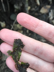 Conocephalum salebrosum