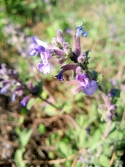 Nepeta racemosa