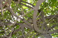 Zosterops borbonicus