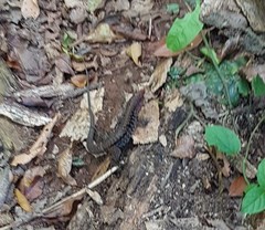 Holcosus quadrilineatus