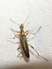 Cephaloon lepturides