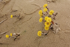 Tussilago farfara