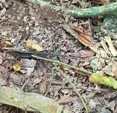 Holcosus quadrilineatus