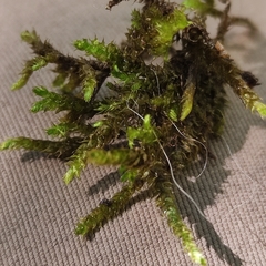 Sciuro-hypnum plumosum