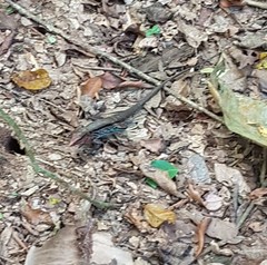 Holcosus quadrilineatus