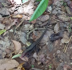 Holcosus quadrilineatus