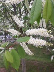Prunus