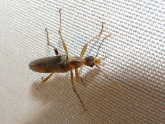 Cephaloon lepturides