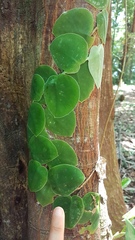 Monstera tuberculata