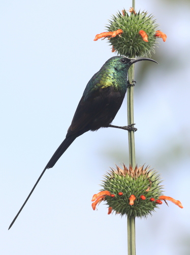 Bronze Sunbird (Nectarinia kilimensis), photo 6