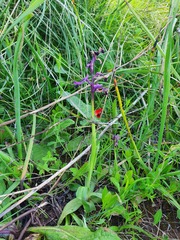 Anacamptis morio longicornu