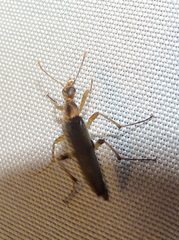 Cephaloon lepturides