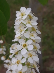 Prunus