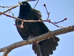 Quiscalus quiscula