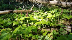 Trillium angustipetalum