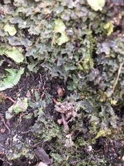 Apopellia endiviifolia