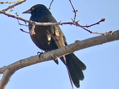 Quiscalus quiscula