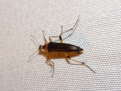 Cephaloon lepturides