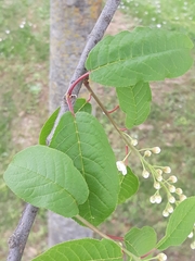 Prunus