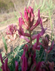 Astragalus brachycarpus