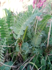 Astragalus brachycarpus