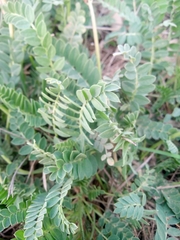 Astragalus brachycarpus
