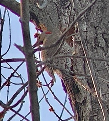 Colaptes auratus