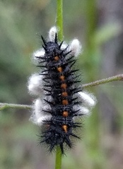 Euphydryas chalcedona