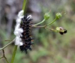 Euphydryas chalcedona