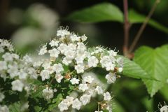 Viburnum erosum