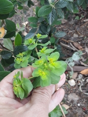 Euphorbia