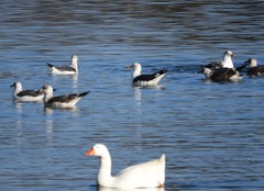 Larus fuscus