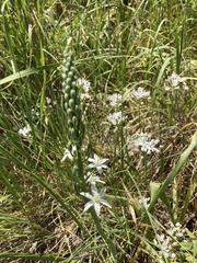 Ornithogalum narbonense