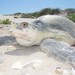 Kemp's Ridley Sea Turtle - Photo English: , no known copyright restrictions (public domain)