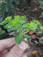 Euphorbia