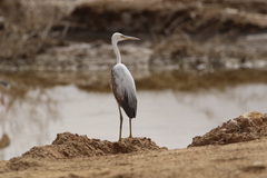 Egretta gularis