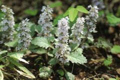 Ajuga nipponensis