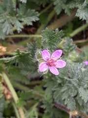 Erodium cicutarium