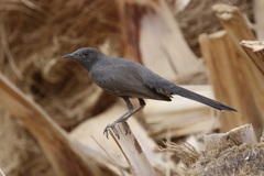 Cercotrichas podobe