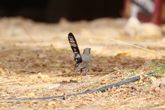 Cercotrichas podobe