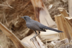 Cercotrichas podobe