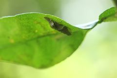 Ledropsis discolor