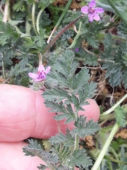 Erodium cicutarium